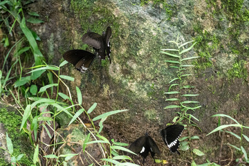 Black and White Helen butterfly color from Thailand
