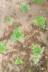 Seedlings cucumber sprout sprouts in the greenhouse in the summer