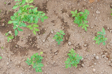 Seedlings cucumber sprout sprouts in the greenhouse in the summer