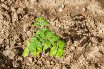 Seedlings cucumber sprout sprouts in the greenhouse in the summer