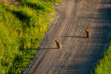 Feldhasen am Forstweg