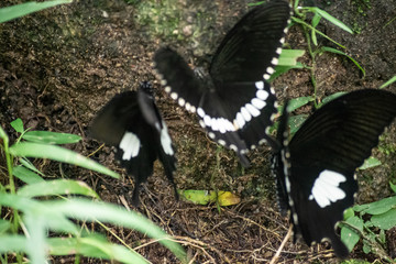 Black and White Helen butterfly color from Thailand