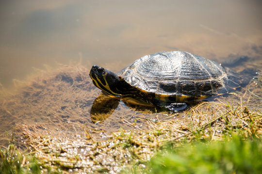 Turtle