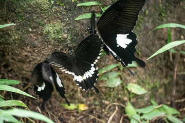 Black and White Helen butterfly color from Thailand