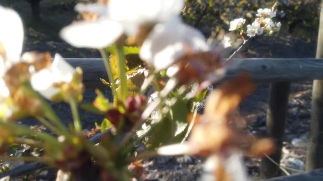 White Cherry Blossom In Spain.