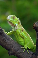 green iguana on a branch
