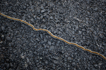 Pine processionary caterpillars