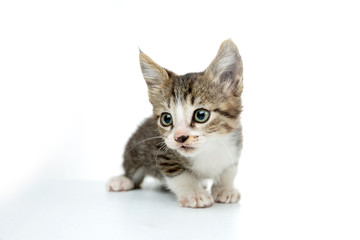 scared baby kitty on white background green eyes