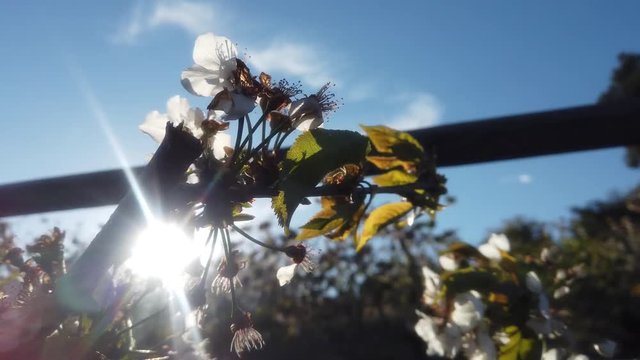 Cherry blossom in the Valley Jerte. Extremadura,Spain