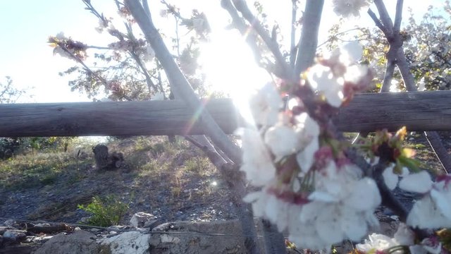 Cherry blossom in the Valley Jerte. Extremadura,Spain