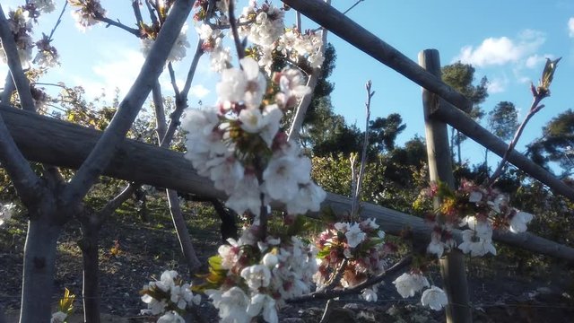 Cherry blossom in the Valley Jerte. Extremadura,Spain