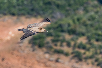 vulture in flight