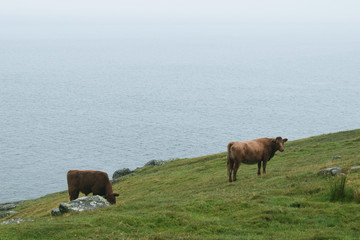 Cows grazing on cliff edge photograph