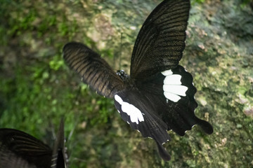 Black and White Helen butterfly color from Thailand