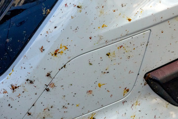 the killed insects on car bumper, at the movement of the car at night at great speed, insects fly...