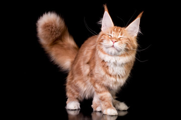 Adorable cute maine coon kitten on black background in studio, isolated.