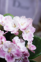 Beautiful White pink domestic violet  Flower. close up