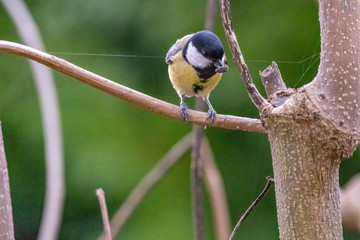 Obraz premium bird on branch
