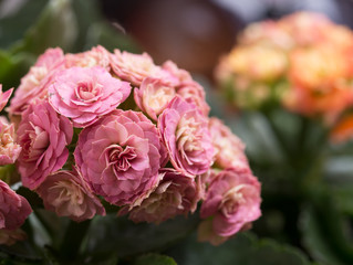 Beautiful  pink domestic kalanchoe Flower . close up