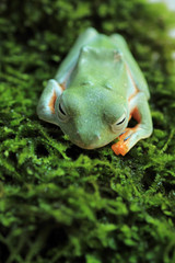 tree frogs sleeping on grass ( rhacophorus reinwardtii )