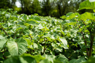 Potato crops on the field at the farm village