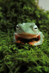 the tree frog prepares to get up from his sleep ( rhacophorus reinwardtii ) 