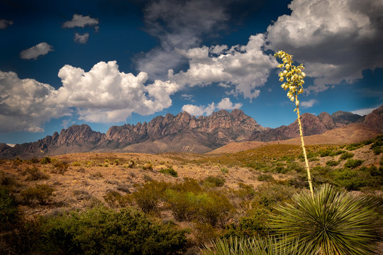 Yucca Bloom And Mountains