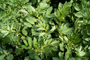 Vicia faba sativa broad bean fava bean faba, crops on the farm field