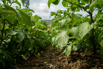 Potato crops on the field at the farm village