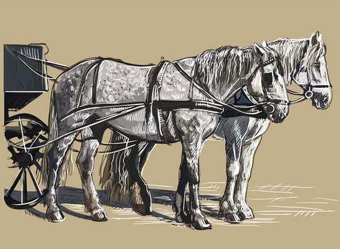 Colorful vector harness horses