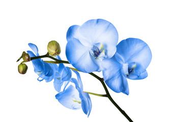Naklejka na ściany i meble Beautiful orchid flower on white background. Tropical plant
