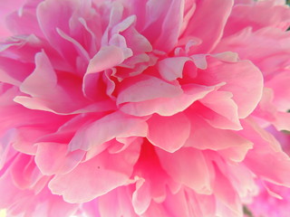 Naklejka premium pink flower on green background