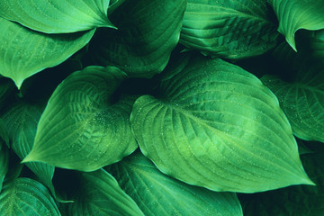 Obraz premium Green foliage with raindrops. Color of the year 2019. Close up.