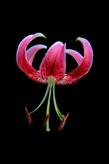 Flower on black background