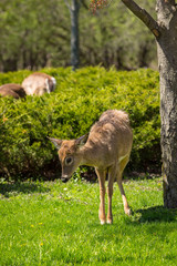 Young whitetail deer standing with legs close together, looking off to the left
