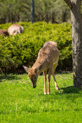 Naklejka na ściany i meble Young whitetail deer standing with legs close together, looking for dandelions