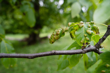 Eriophyes tristriatus erineus walnut desease leaf gall caused by mite leaves damaged