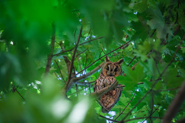 wild owl bird tree background  
