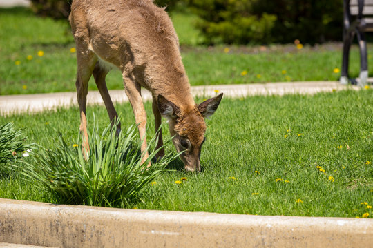 Young Whitetail Deer Grazing On Dandelions In An Urban Park.