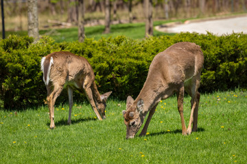 Two young whitetail deer one facing camera and the other turned away, grazing on dandelions in an urban park.
