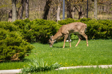 Young male whitetail deer grazing on dandelions in a park
