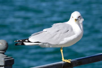 Seagull at pier