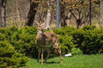 Young male whitetail deer stands at attention looking toward camera right