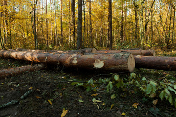 Fototapeta premium Cut logs laying in the middle of the forest