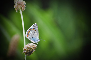 Common blue butterfly - close-up