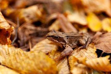 Brown frog sitting on a pile of leaves