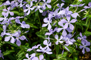 Phlox splayed 'Blue Perfume' blooming on a Sunny day