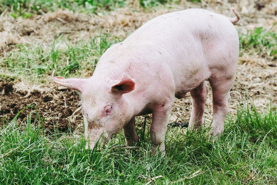 Portrait de cochon dans une ferme, élevage de cochons