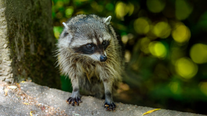 Close-up image of a cute young raccoon head (Procyon lotor) looking out and around