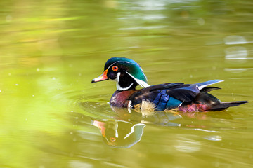 An adult male wood duck or Carolina duck (Aix sponsa) on the lake in Stanley Park